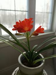 Image result for clivia