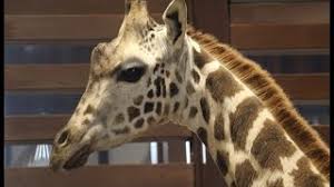 Один из двадцати старейших в мире. Spustya 20 Let V Harkovskij Zoopark Privezli Zhirafenka Demu 02 06 2021 Youtube