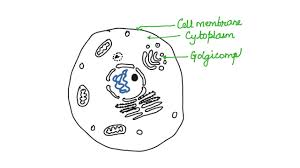 Maybe you would like to learn more about one of these? How To Draw The Ultrastructure Of Eukaryotic Animal Cell Youtube