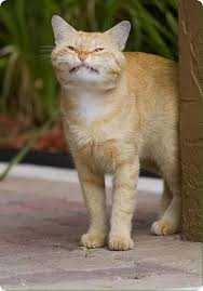 ginger cat funny face photo chat belles photos de chats chats droles