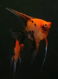 Ultimate Coverage Koi Angelfish Angel Fish Koi Beautiful