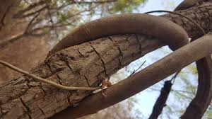 Image result for Tacazzea