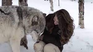 Wolf howling a cold winter stock footage video. The Heartwarming Moment Kekoa The Giant Timber Wolf Plays With A Wildlife Worker Youtube
