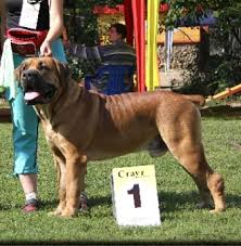 But the traits are set. Boerboel Breed Information History Health Pictures And More