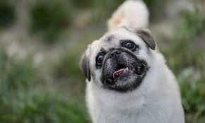While some, like the persian, require a lot of grooming and care, others only really need a weekly brush to prevent matting and to remove loose hair. Is Your Dog Extra Sensitive To Hot Weather Bc Spca