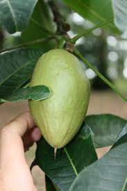 Image result for Pachira glabra