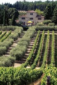 Tuscany Under The Tuscan Sun Tuscany Vineyard