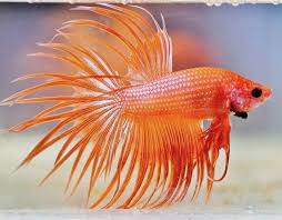Siamese Fighting Fish Care Facts Diet Tank Mates And Breeding Betta Fish Care Betta Fish Tank Siamese Fighting Fish