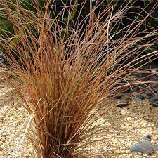 Carex are evergreen decorative grasses forming a mound of fine leaves with outstanding foliage colours. Carex Comans Bronze Form P17 Central Jardin
