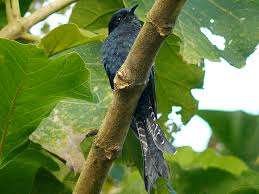 Check spelling or type a new query. Kedasi Hitam Wikipedia Bahasa Indonesia Ensiklopedia Bebas