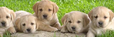 We did not find results for: Dogs Stores Near Me Off 54