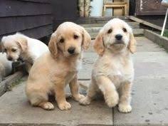 Labrador retriever formand bolette heering. Labradoodle F1 F2 Multi Gen Labradoodle Differences
