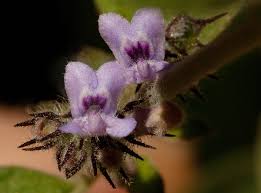 Image result for Mesosphaerum suaveolens