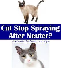 Pin On Cat Spray Natural Remover Ideas