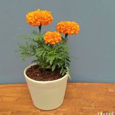 Bunga hias yang cocok untuk taman rumah minimalis yang cantik. Jual Tanaman Hias Hidup Marigold Pohon Marigold Bunga Orens Kab Bogor Taman Jaya Hijau Tokopedia