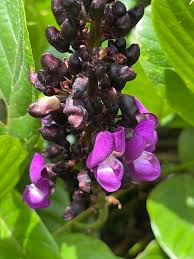 Image result for Macropsychanthus