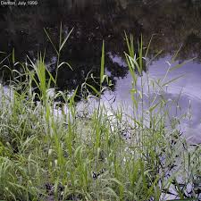 Image result for Panicum pseudoracemosum