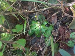 Image result for Malaxis katangensis