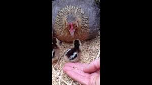 Can bantam chickens live with regular chickens? Dutch Bantam Chicks Youtube