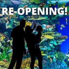 Here'S Everything You Should Know About The Ripley'S Aquarium Of Canada