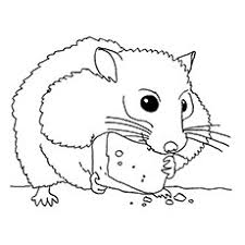 All pet hamster species are subject to free trade, and no documents are required for buying or selling or keeping. Top 25 Free Printable Hamster Coloring Pages Online