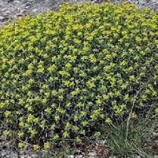 Fiori e arbusti della macchia mediterranea in questo raggruppamento sono compresi i fiori ed i piccoli arbusti tipici della macchia mediterranea e della gariga. Liguria I Predatori Delle Piante Gialle La Repubblica