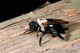 Make a nest whereas bumble bees nest in soil. Home Maintenance Tip Prevent Carpenter Bee Damage To Your House Atlantic Foundation Repair