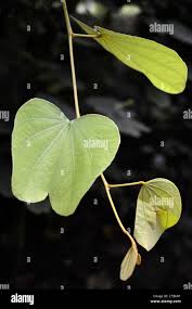 Image result for Piliostigma thonningii