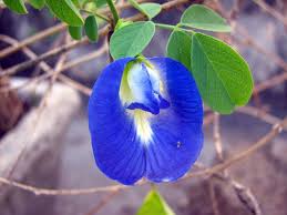 Pin On Blue Flowers