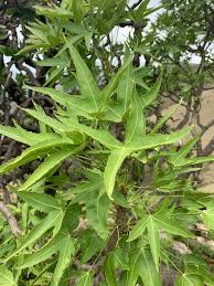 Image result for Cussonia natalensis