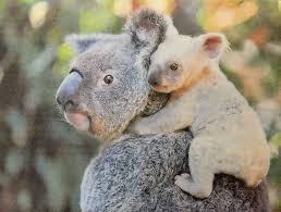 Too Cute Baby Koala Koala Bear Cute Baby Animals