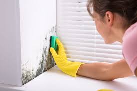 There are multiple options for mold removal solutions. How To Remove Mold Yourself Mold Remediation Mymove