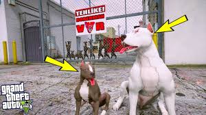 Baba Pitbull Ve Yavrusu Egitimli Dobermanlarla Bogusuyor Gta 5 Youtube
