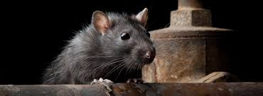 Proper exclusion work can mean the difference in solving and eliminating a problem or just controlling an ongoing issue. Rodent Exclusion