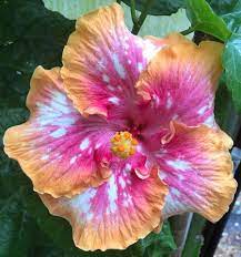 I suoi fiori sono disponibili in una vasta gamma di colori sorprendenti, tra cui. Hibiscus Flower And Dogs Hibiscus Fiori Di Ibisco Fiori Rari Fiori