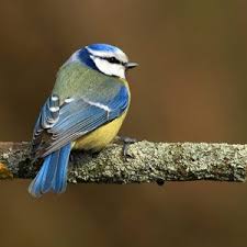 Be Receptive To Celestial Messages Omens Of Good Luck Bird Photo Animals Bird
