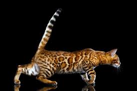 This is partly why some believe them to be. Bengal Cat Breed Faq Informations On Bengal Cats