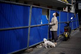 Cynthia Burrell, a massage therapist whose home-based business has been  shuttered in the coronavirus disease (COVID-19) outbreak, feeds her chicken  Speck in her backyard in Seattle, Washington, U