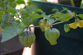 Image result for Hirpicium bechuanense