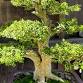 Bonsai Workshop | The Huntington