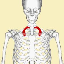 Elevated First Rib First Rib Massage Therapy Physical Therapy Assistant