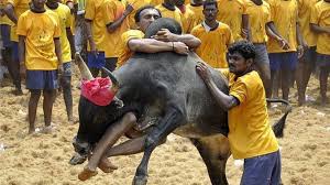 Jallikattu will have its script penned by s hareesh and r jayakumar. Jallikattu Why India Bullfighting Ban Threatens Native Breeds Bbc News
