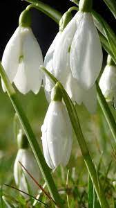 Snowdrops Flowers Grass Drops Dew Spring Spring Flowers Flowers All Flowers