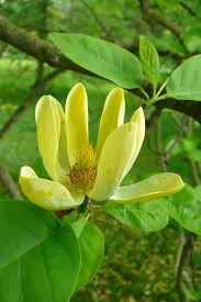 Image result for Massularia acuminata