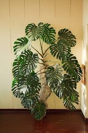 My Favourite Plant Monstera Deliciosa Plants Indoor Plants Inside Plants