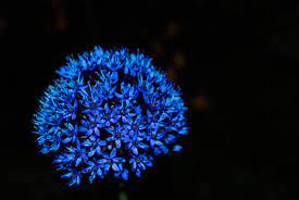 Google Image Result For Http Wallpapersdsc Net Wp Content Uploads 2016 09 Blue Flower High Definition Blue Flower Wallpaper Blue Flowers Images Blue Flowers