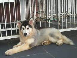 Alaskan malamute dan siberian husky sering dikira dua anjing yang sama. Dijual Anjing Alaskan Malamute Jual Alaskan Malamute Import Quality Eropa Lokasi Bandung Minat Hub 08122322222 No Iklan 1767 Informasi Lebih Anjing