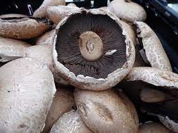 Do not stop misting the peat moss once the mushroom grows. How To Grow Portobello Mushrooms At Home In 2020 Easy Guide