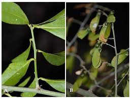 Image result for Petiveriaceae