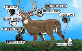 The Deer Hunters Guide To Whitetail Glands Deer Hunting